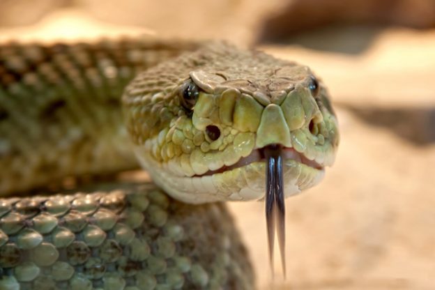 serpent toxique